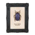 Gothic Gifts Scarab Beetle Framed Wall Art Print - DevilGothic DevilGothic