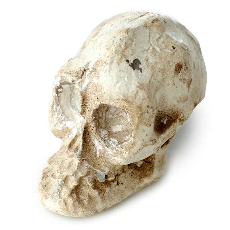 Gothic Gifts Skull Dig It Out Kit